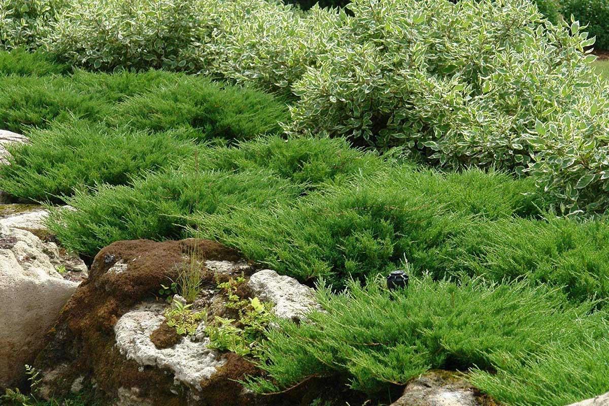 Juniperus Horizontalis 'andorra Compacta' - View 21 from www redcrocus com