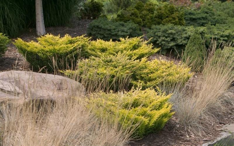 Juniperus Horizontalis 'andorra Compacta' - View 23 from www redcrocus com