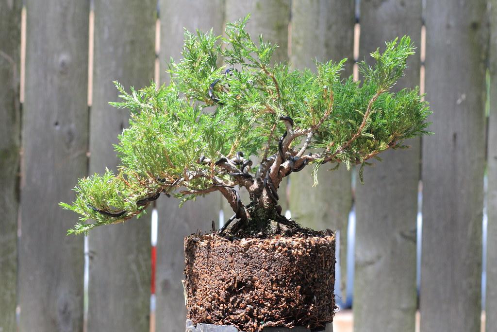 Juniperus Horizontalis 'andorra Compacta' - View 24 from www redcrocus com