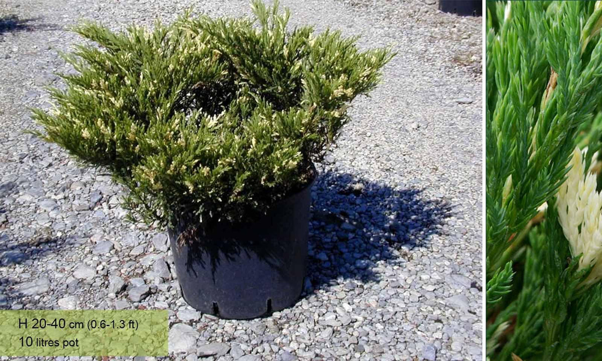Juniperus Horizontalis 'andorra Compacta' - View 25 from www redcrocus com