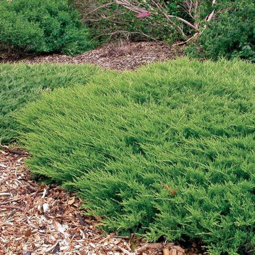 Juniperus Horizontalis 'andorra Compacta' - View 27 from www redcrocus com