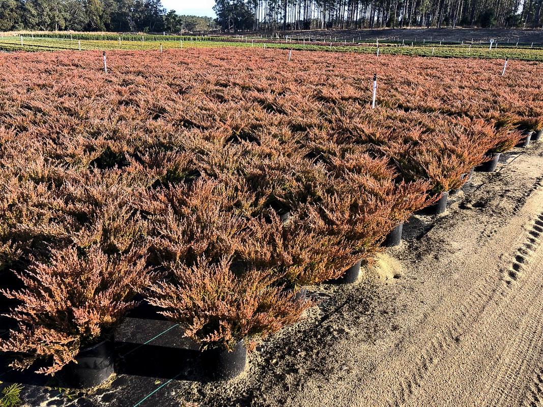 Juniperus Horizontalis 'andorra Compacta' - View 28 from www redcrocus com