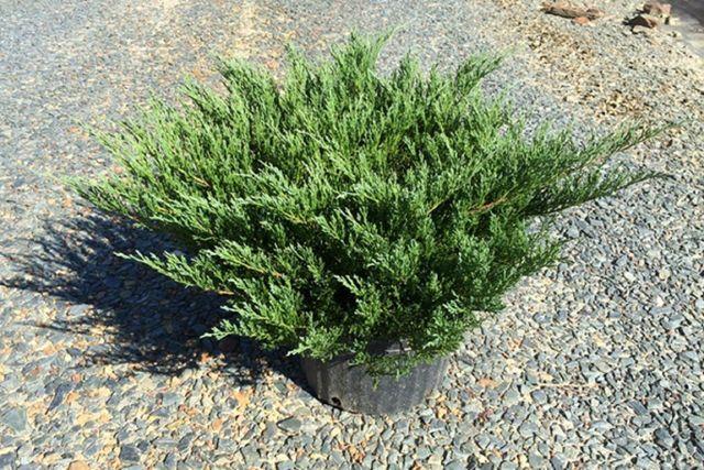 Juniperus Horizontalis 'andorra Compacta' - View 29 from www redcrocus com