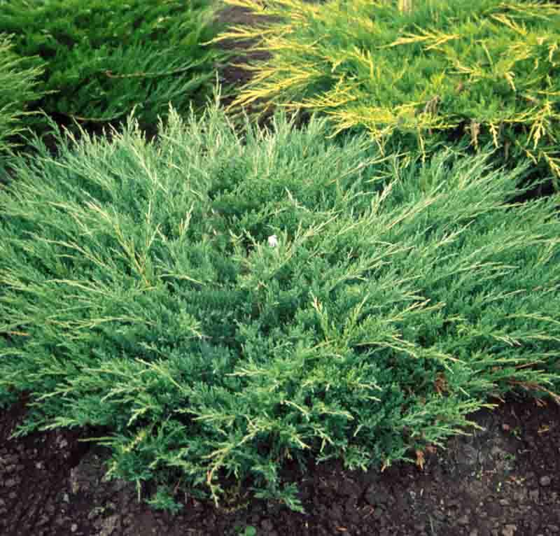 Juniperus Horizontalis 'andorra Compacta' - View 2 from www redcrocus com