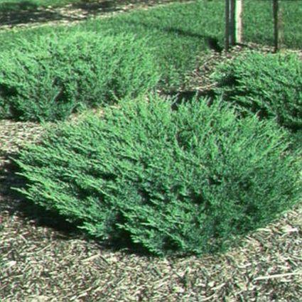 Juniperus Horizontalis 'andorra Compacta' - View 3 from www redcrocus com