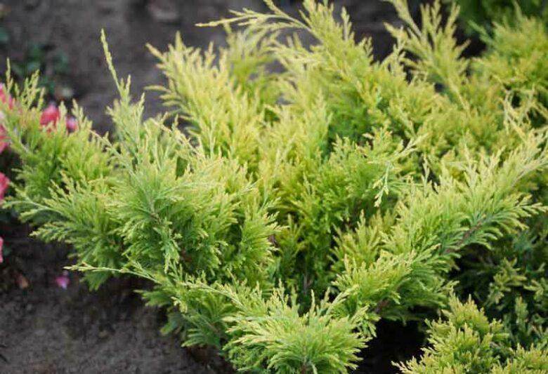 Juniperus Horizontalis 'andorra Compacta' - View 4 from www redcrocus com