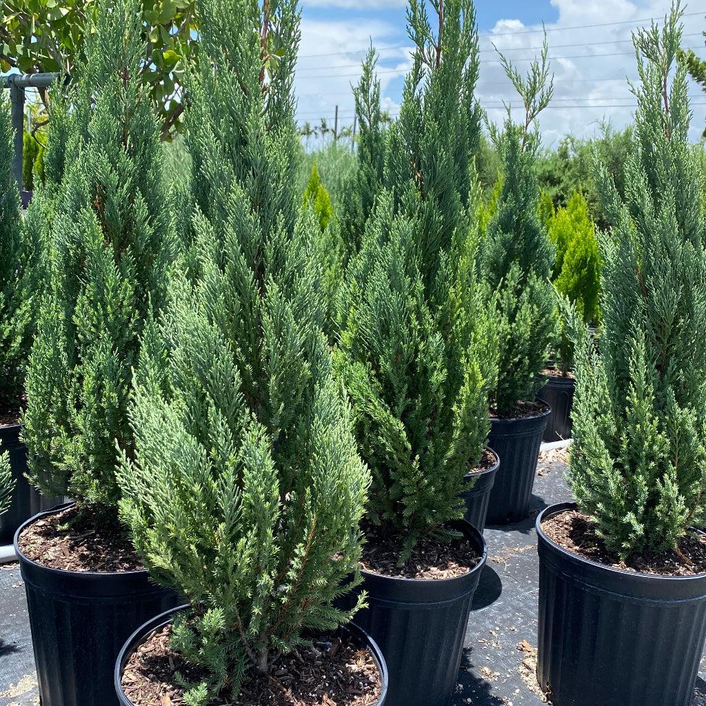 Juniperus Chinensis 'blue Point' - View 29 from www redcrocus com