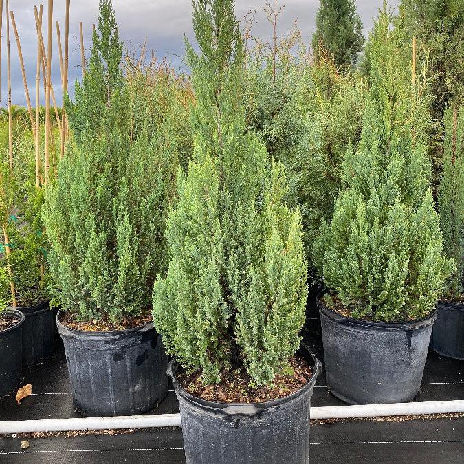 Juniperus Chinensis 'blue Point' - View 30 from www redcrocus com