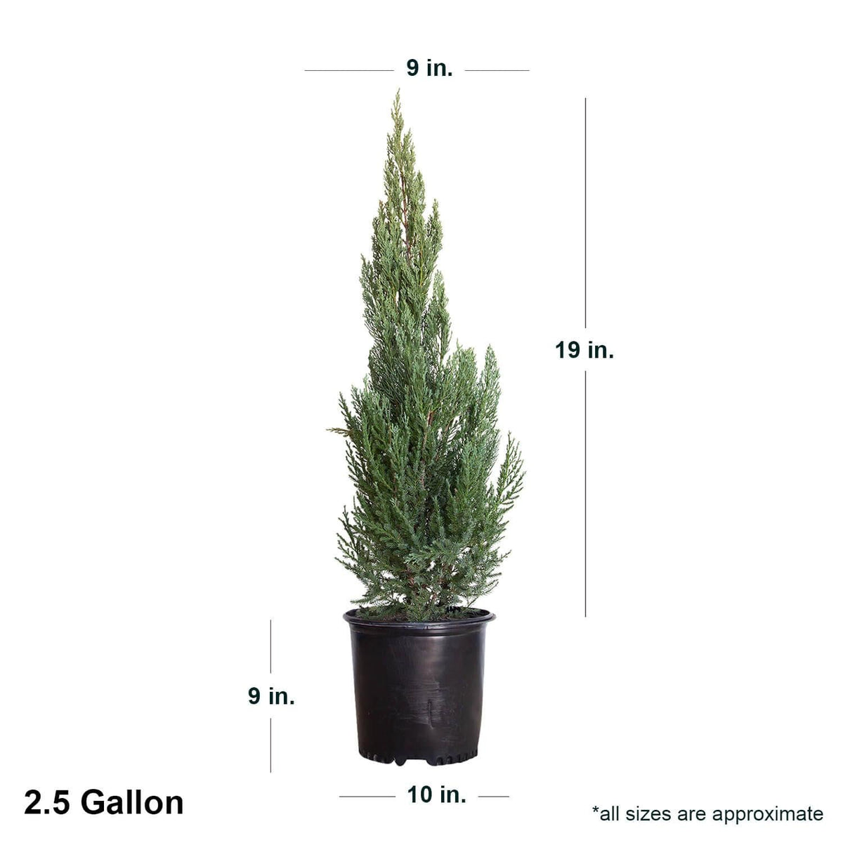 Juniperus Chinensis 'blue Point' - View 37 from www redcrocus com