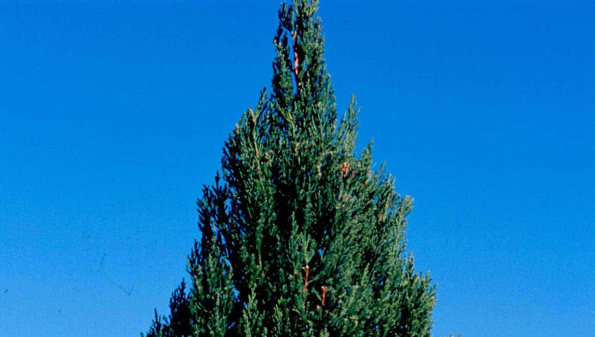 Juniperus Chinensis 'blue Point' - View 40 from www redcrocus com