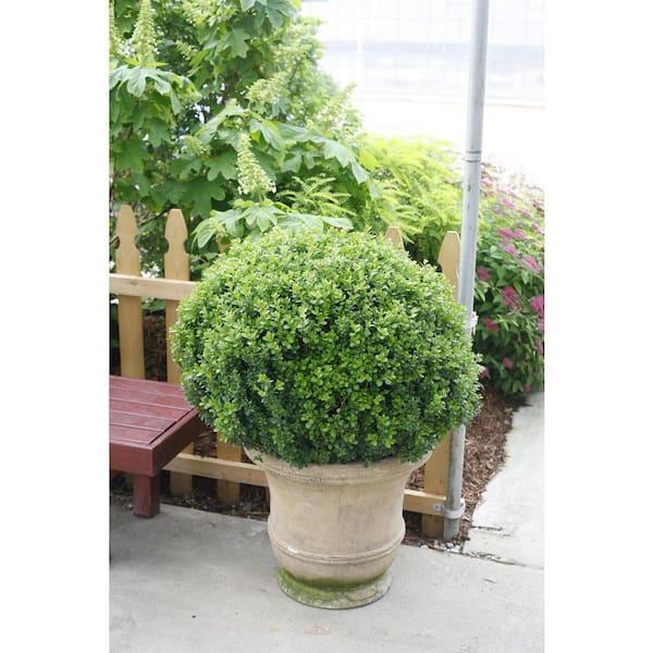Buxus Microphylla 'sprinter' - View 14 from www redcrocus com