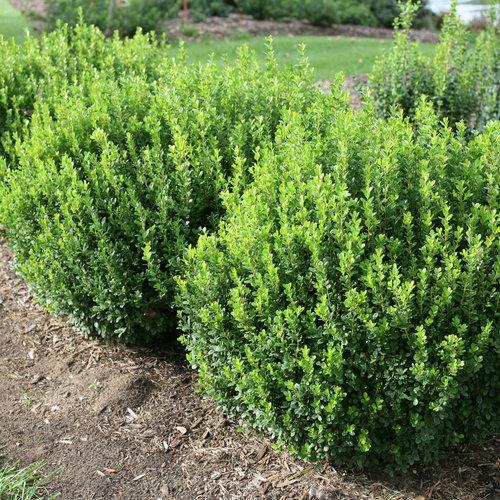 Buxus Microphylla 'sprinter' - View 1 from www redcrocus com