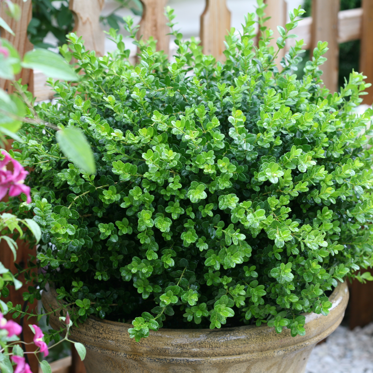 Buxus Microphylla 'sprinter' - View 20 from www redcrocus com