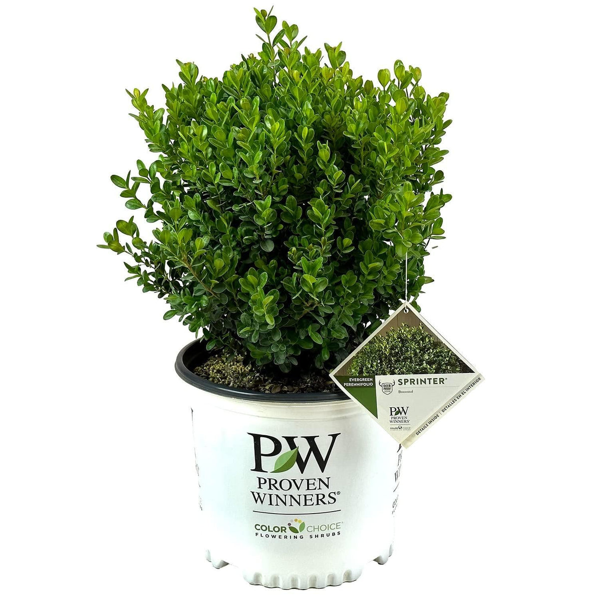 Buxus Microphylla 'sprinter' - View 23 from www redcrocus com