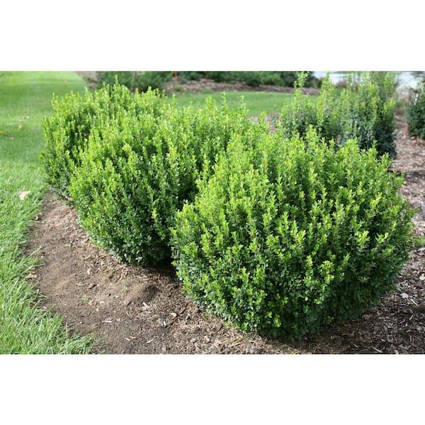Buxus Microphylla 'sprinter' - View 25 from www redcrocus com