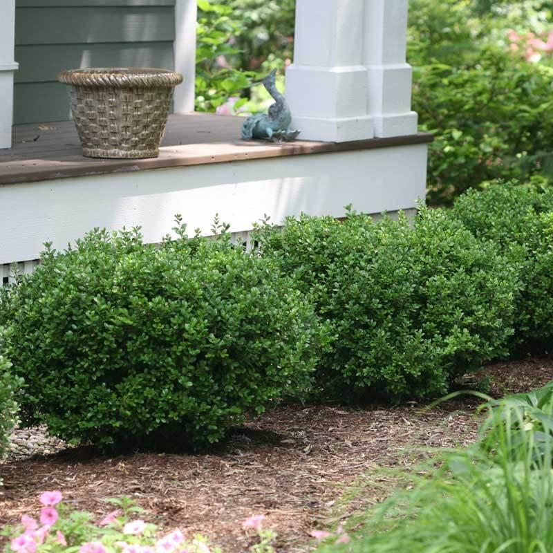 Buxus Microphylla 'sprinter' - View 27 from www redcrocus com