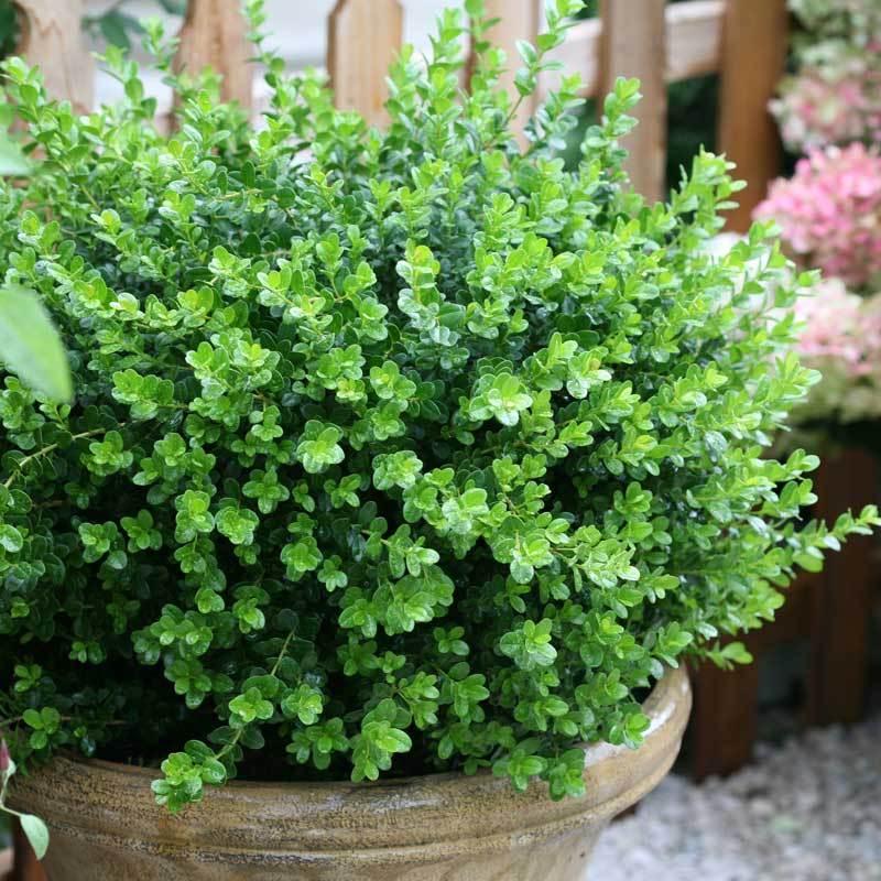 Buxus Microphylla 'sprinter' - View 29 from www redcrocus com