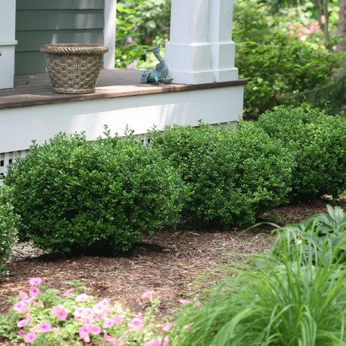 Buxus Microphylla 'sprinter' - View 2 from www redcrocus com