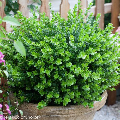 Buxus Microphylla 'sprinter' - View 31 from www redcrocus com