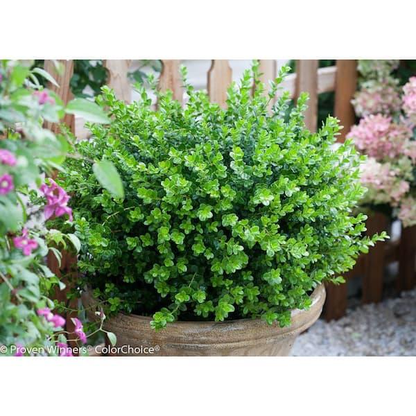 Buxus Microphylla 'sprinter' - View 32 from www redcrocus com