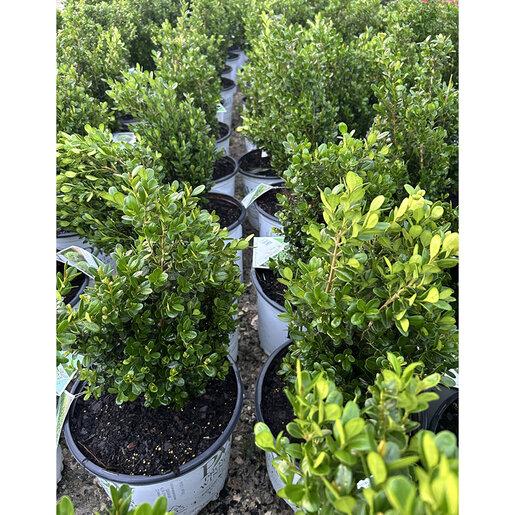 Buxus Microphylla 'sprinter' - View 34 from www redcrocus com