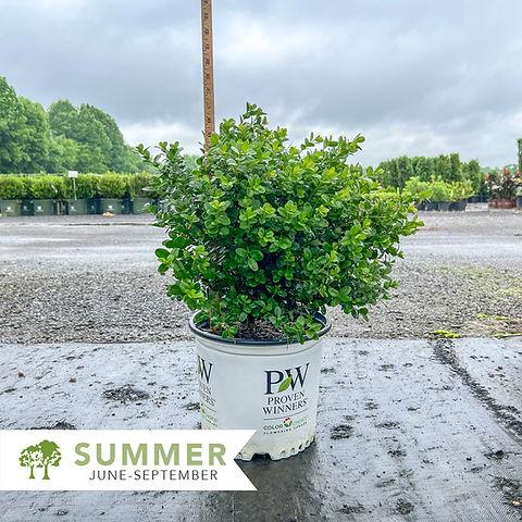 Buxus Microphylla 'sprinter' - View 35 from www redcrocus com