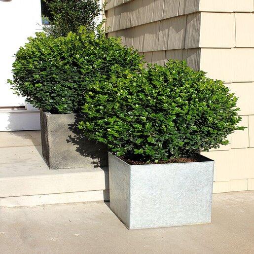 Buxus Microphylla 'sprinter' - View 38 from www redcrocus com