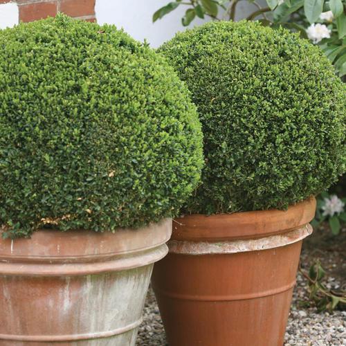 Buxus Microphylla 'sprinter' - View 4 from www redcrocus com