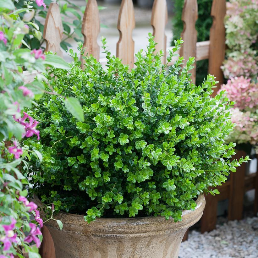 Buxus Microphylla 'sprinter' - View 5 from www redcrocus com