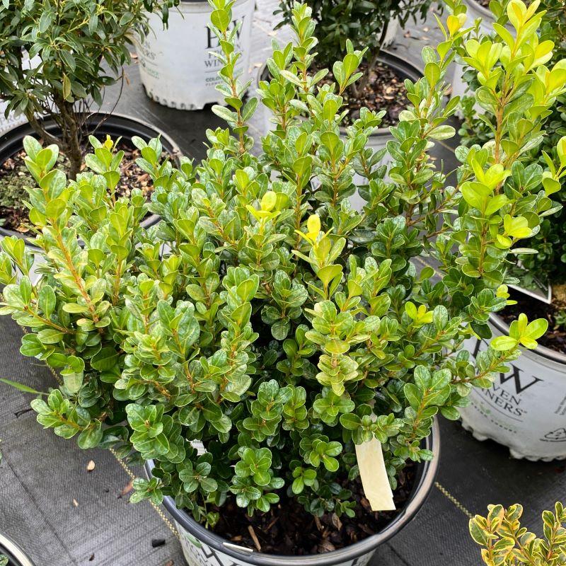 Buxus Microphylla 'sprinter' - View 6 from www redcrocus com