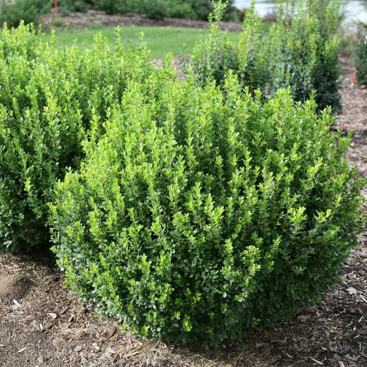 Buxus Microphylla 'sprinter' - View 8 from www redcrocus com