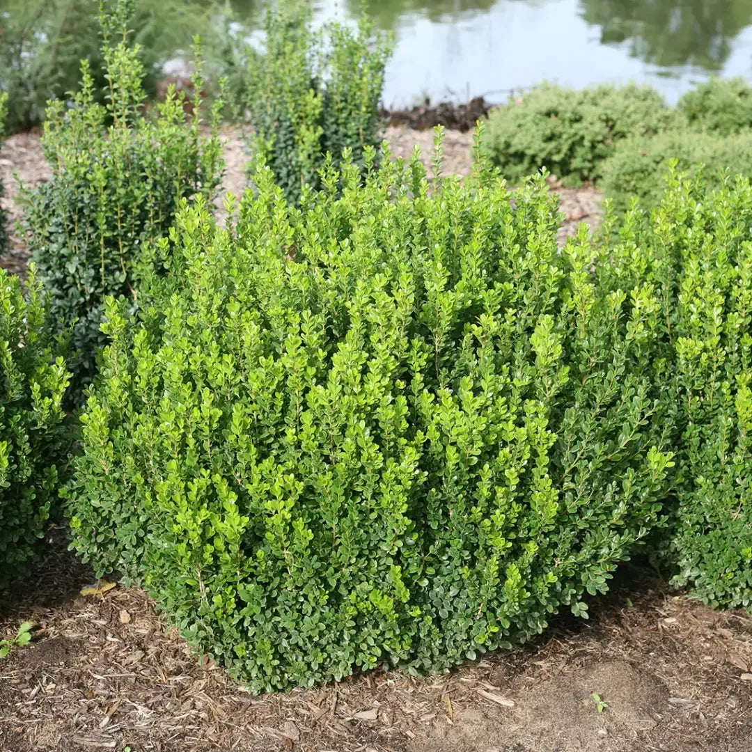 Buxus Microphylla 'sprinter' - View 9 from www redcrocus com