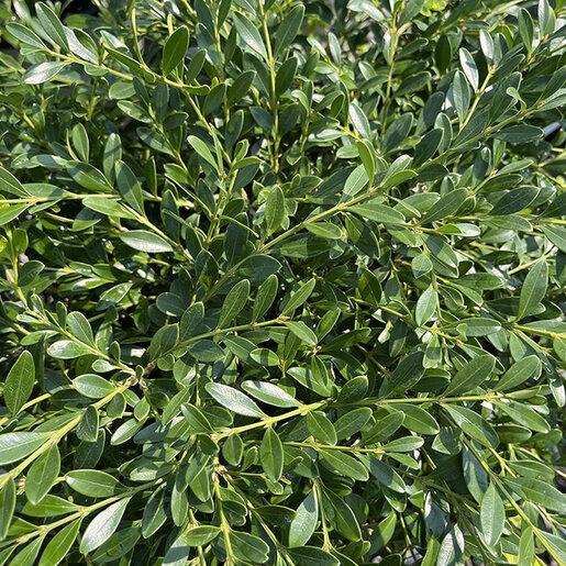 Buxus Newgen 'liberty Belle' - View 10 from www redcrocus com