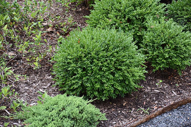 Buxus Newgen 'liberty Belle' - View 11 from www redcrocus com