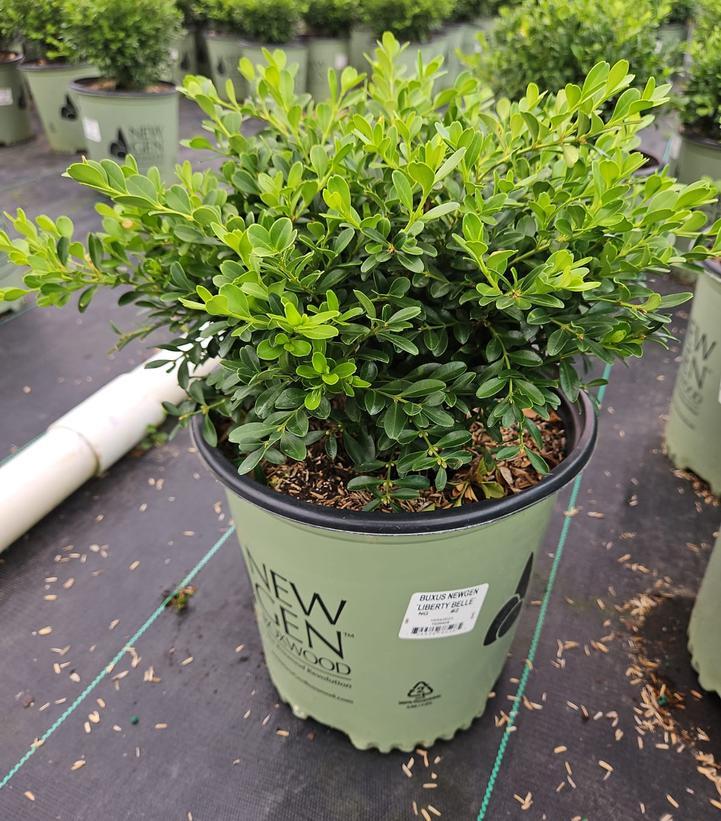 Buxus Newgen 'liberty Belle' - View 14 from www redcrocus com