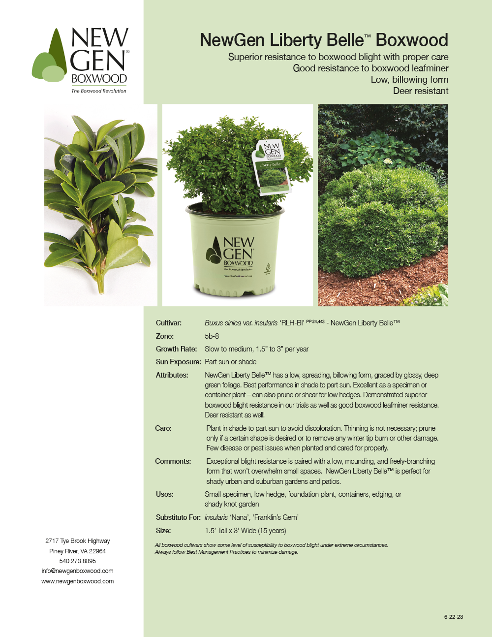 Buxus Newgen 'liberty Belle' - View 15 from www redcrocus com