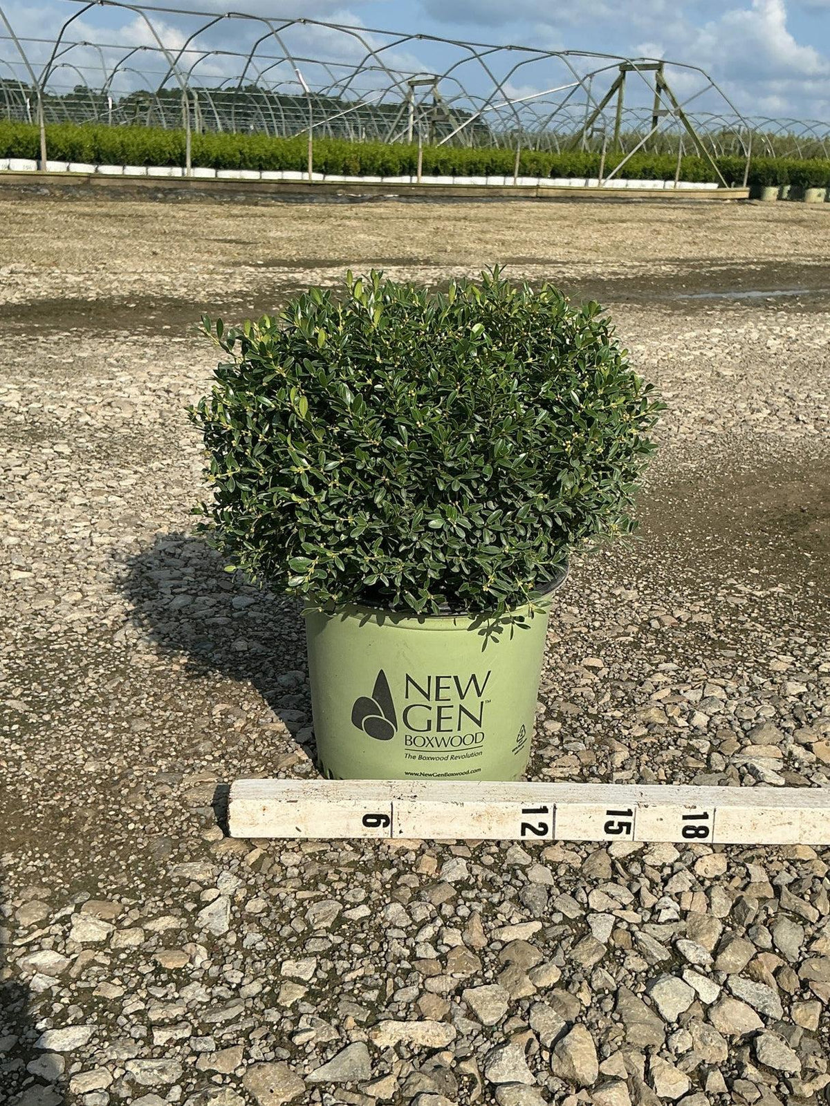Buxus Newgen 'liberty Belle' - View 17 from www redcrocus com