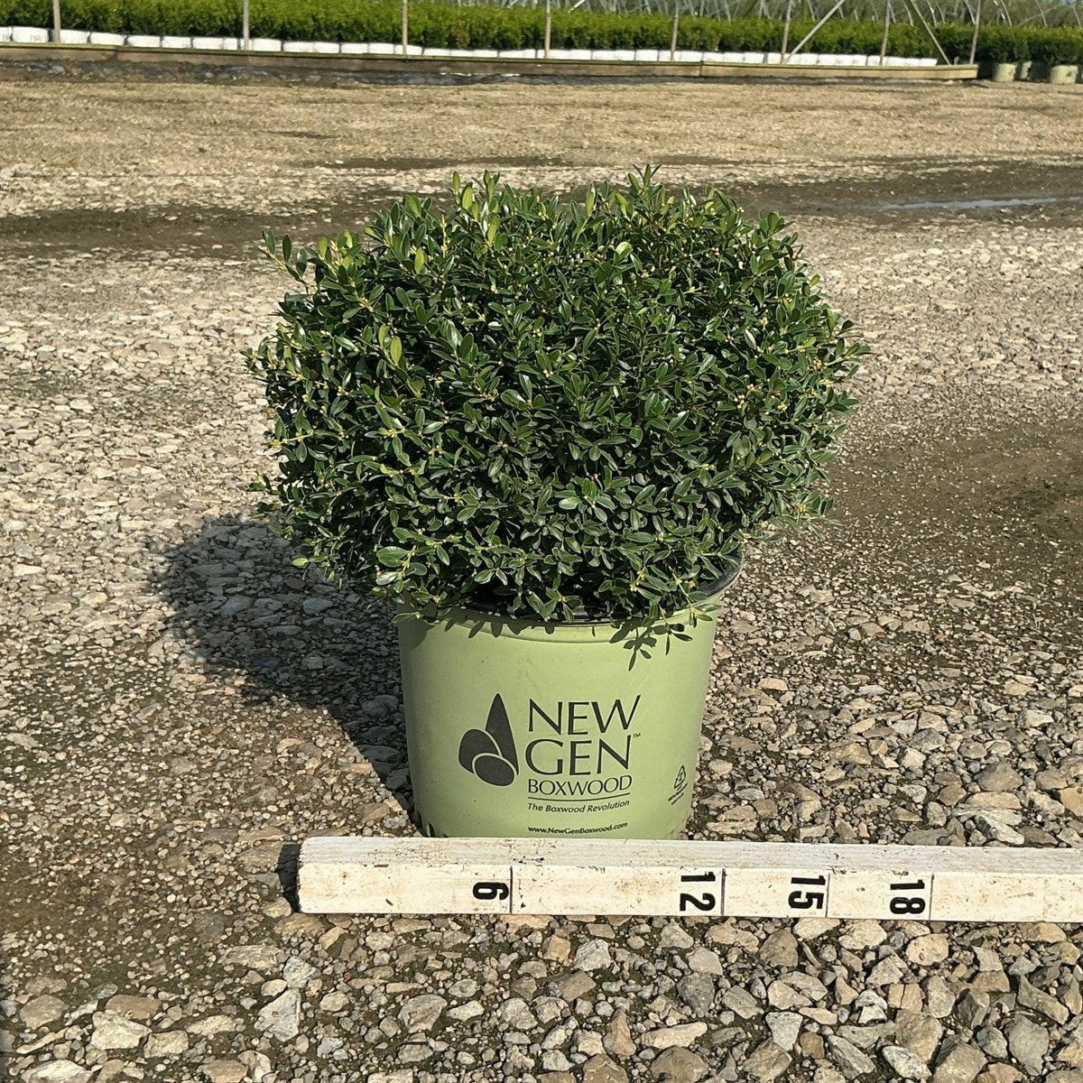 Buxus Newgen 'liberty Belle' - View 19 from www redcrocus com