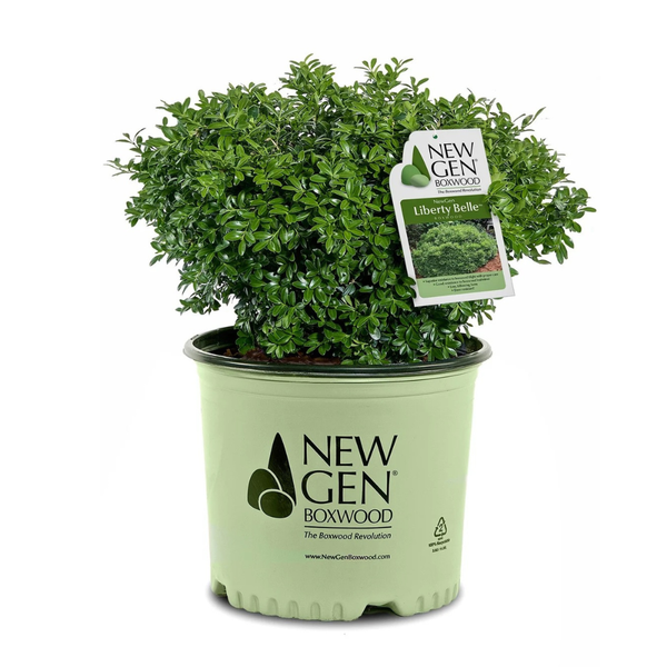 Buxus Newgen 'liberty Belle' - View 20 from www redcrocus com