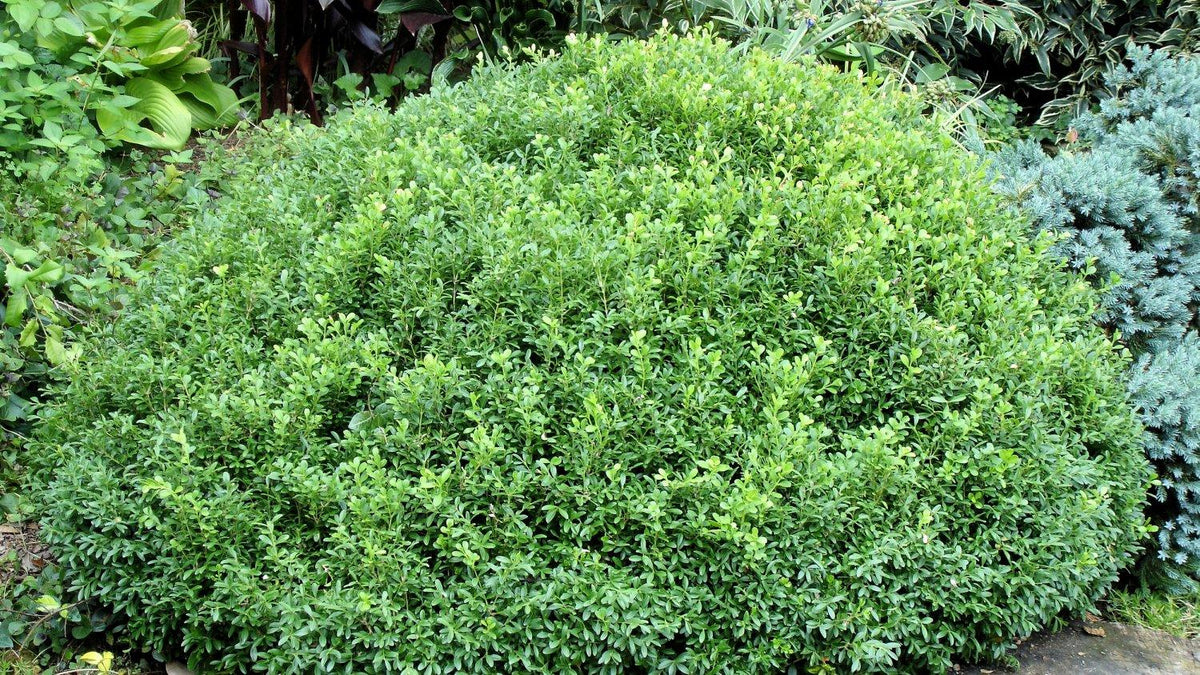 Buxus Newgen 'liberty Belle' - View 21 from www redcrocus com