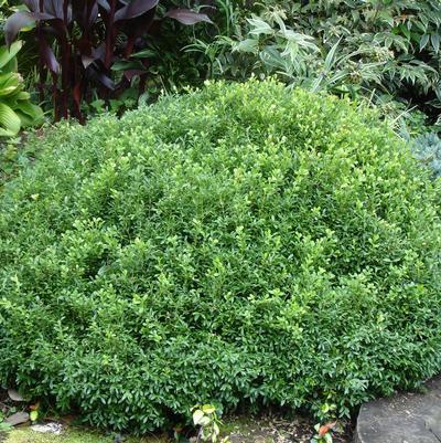 Buxus Newgen 'liberty Belle' - View 24 from www redcrocus com