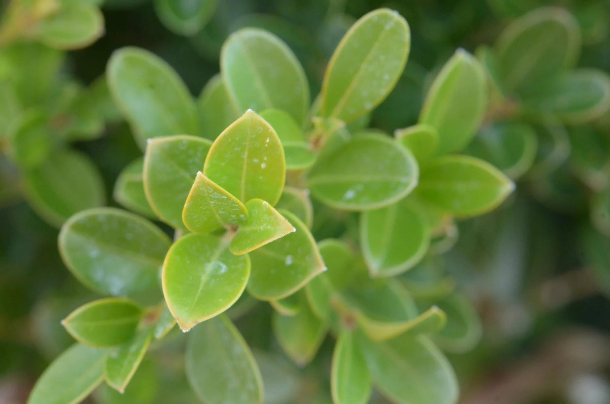 Buxus Newgen 'liberty Belle' - View 25 from www redcrocus com