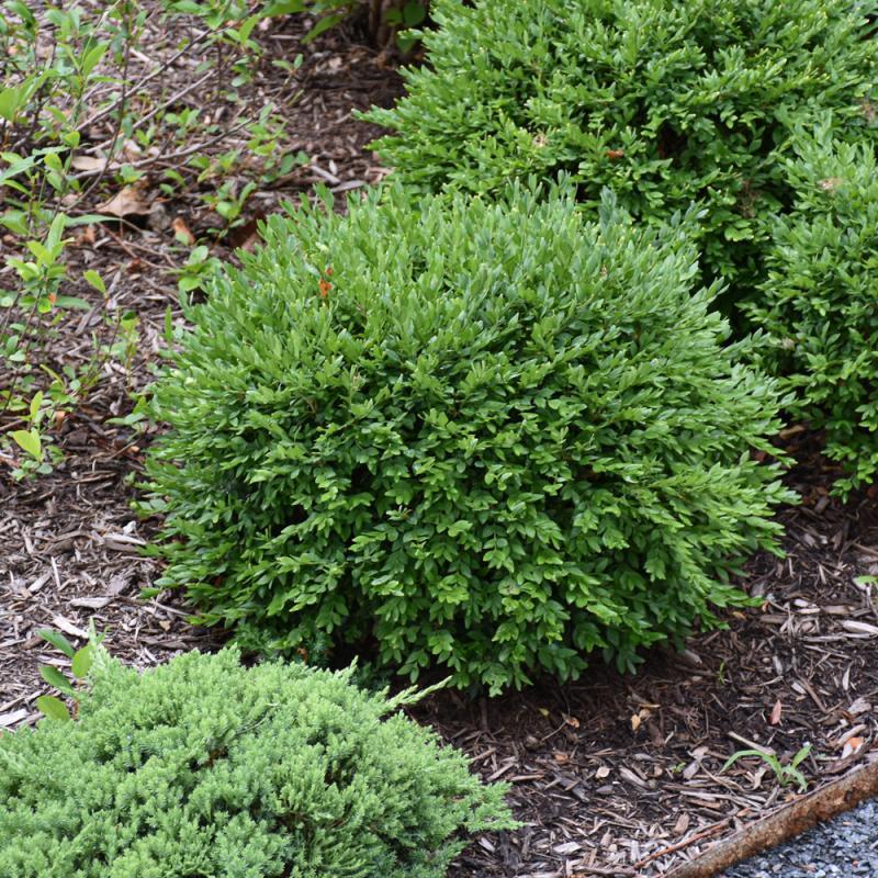 Buxus Newgen 'liberty Belle' - View 3 from www redcrocus com