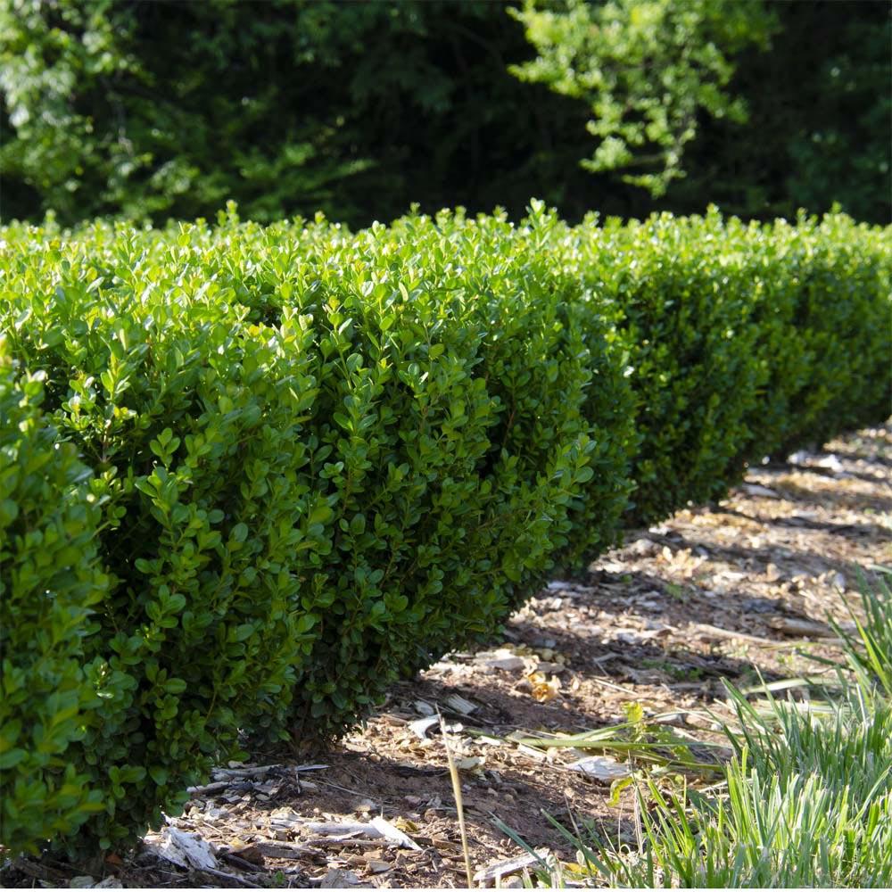 Buxus Newgen 'liberty Belle' - View 5 from www redcrocus com