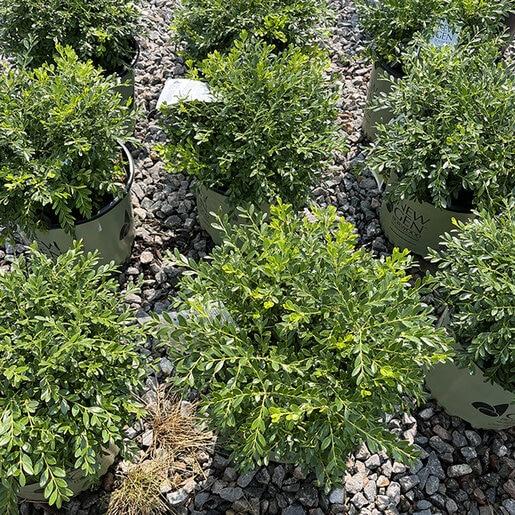Buxus Newgen 'liberty Belle' - View 9 from www redcrocus com