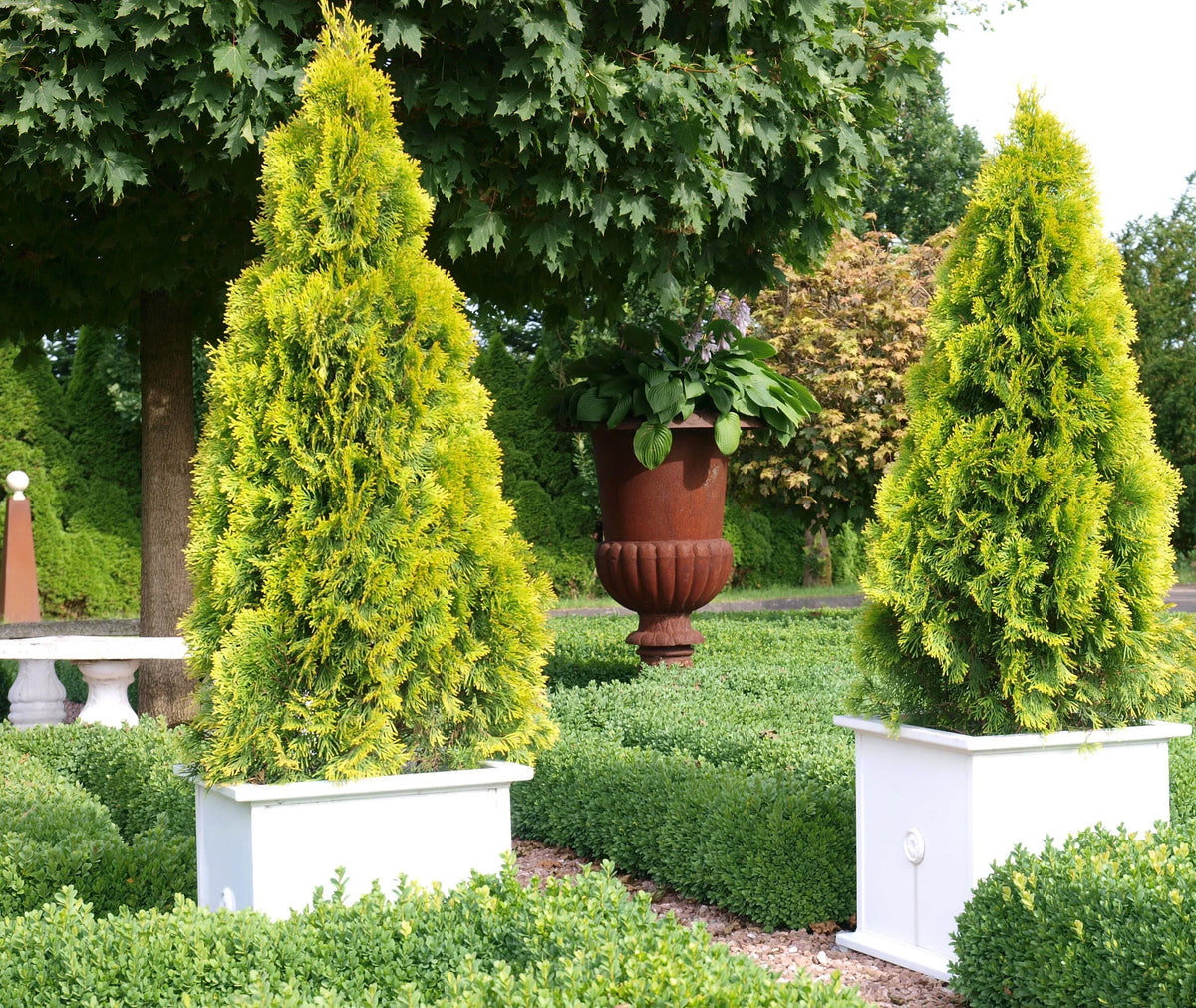 Thuja Occidentalis 'highlights' - View 1 from www redcrocus com