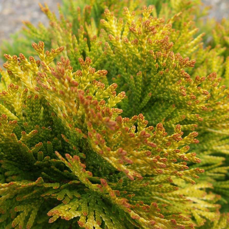 Thuja Occidentalis 'highlights' - View 20 from www redcrocus com