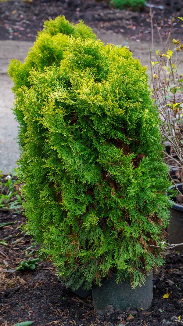 Thuja Occidentalis 'highlights' - View 21 from www redcrocus com