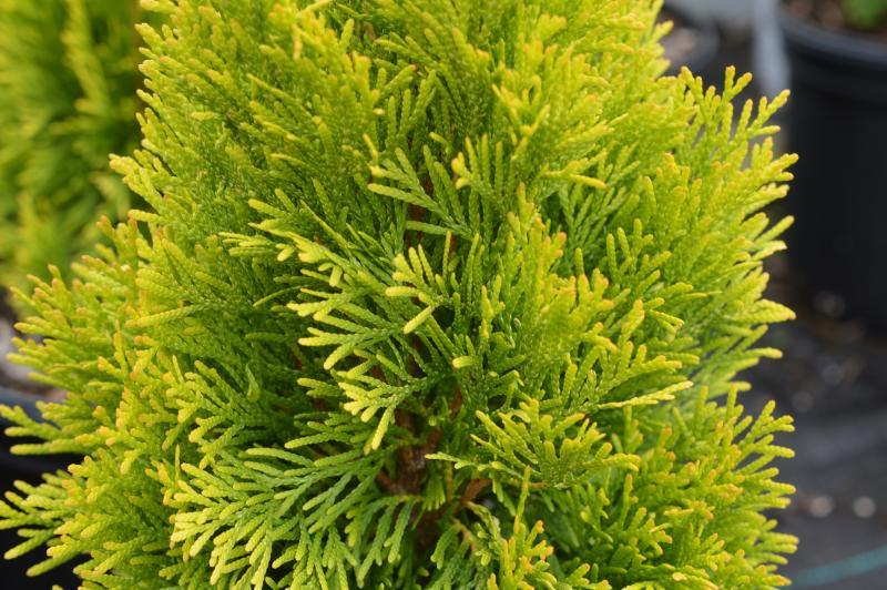 Thuja Occidentalis 'highlights' - View 24 from www redcrocus com