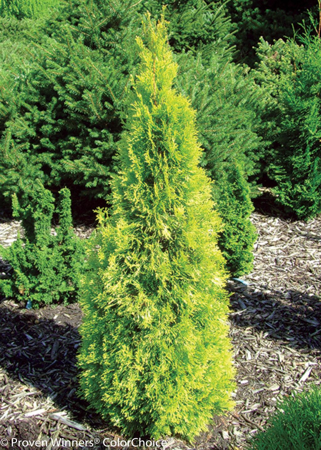Thuja Occidentalis 'highlights' - View 26 from www redcrocus com